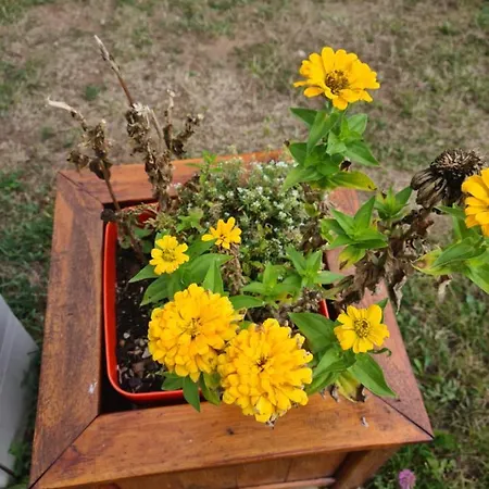 Vikendica Nina Case de vacanță *